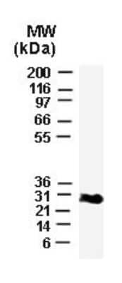 Western Blot: Bcl-xL Antibody [NB100-56104]