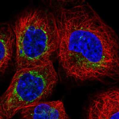 Immunocytochemistry/ Immunofluorescence: Bcl rambo Antibody [NBP2-58417]