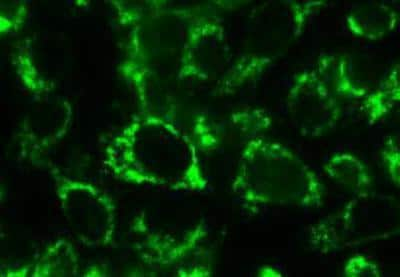 Immunocytochemistry/ Immunofluorescence: Bcl rambo Antibody (Rocky-2) - BSA Free [NBP1-97578]