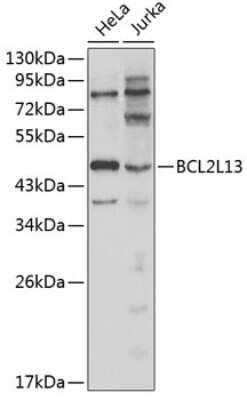 Western Blot: Bcl rambo AntibodyBSA Free [NBP2-92603]