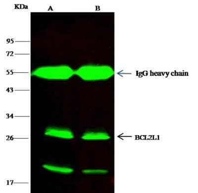 Immunoprecipitation: Bcl-xL Antibody (016) [NBP2-89507]