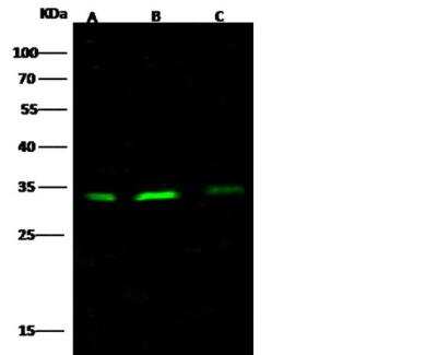 Western Blot: Bcl-xL Antibody (016) [NBP2-89507]