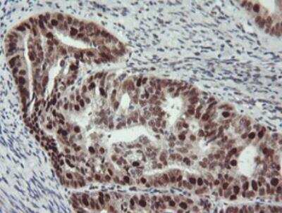 Immunohistochemistry-Paraffin: Bcl-xL Antibody (OTI4A9) [NBP1-47665]