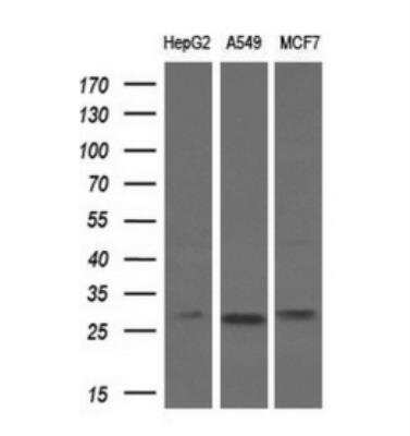 Western Blot: Bcl-xL Antibody (OTI4A9) [NBP1-47665]
