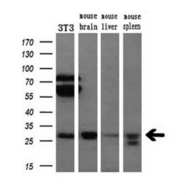 Western Blot: Bcl-xL Antibody (OTI4A9) [NBP1-47665]