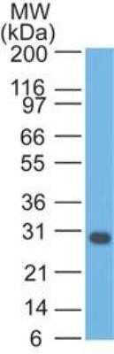 Western Blot: bcl-x Antibody (BX006)Azide and BSA Free [NBP2-33164]