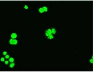 Immunocytochemistry/ Immunofluorescence: Bcl-xL Antibody (OTI4A9) - Azide and BSA Free [NBP2-70247]