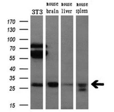 Western Blot: Bcl-xL Antibody (OTI4A9)Azide and BSA Free [NBP2-70247]