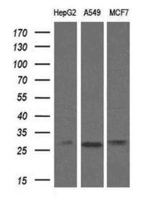 Western Blot: Bcl-xL Antibody (OTI4A9)Azide and BSA Free [NBP2-70247]