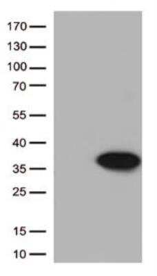 Western Blot: Bcl-xL Antibody (OTI4A9)Azide and BSA Free [NBP2-70247]