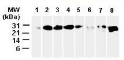 Western Blot: Bcl-xL Antibody [NB100-56104]