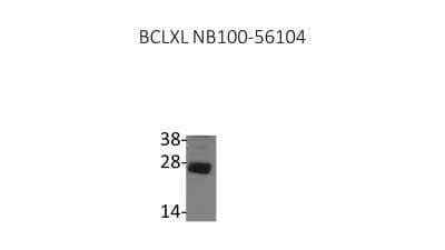 Western Blot: Bcl-xL Antibody [NB100-56104]