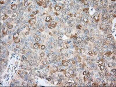 Immunohistochemistry-Paraffin: Bcl-10 Antibody (OTI4A8) [NBP2-02597]