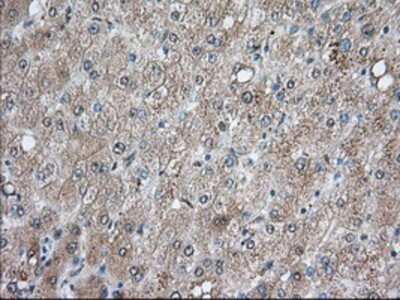 Immunohistochemistry-Paraffin: Bcl-10 Antibody (OTI4A8) [NBP2-02597]
