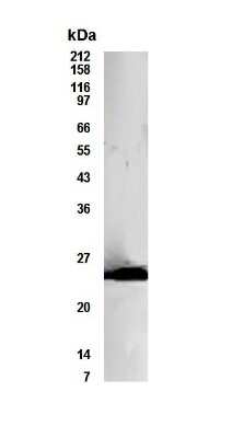 Western Blot: Bcl-10 AntibodyBSA Free [NB500-215]