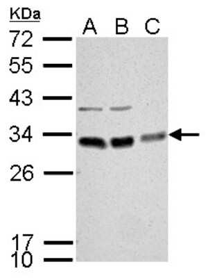 Western Blot: Bcl-10 Antibody [NBP2-15554]