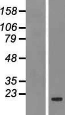 Western Blot: Bcl-2 related protein A1 Overexpression Lysate [NBP2-07920]