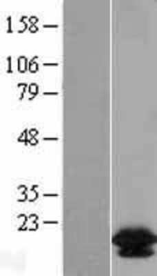 Western Blot: BCL-W/BCL2L2 Overexpression Lysate [NBL1-07950]