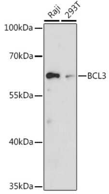 Western Blot: Bcl3 AntibodyAzide and BSA Free [NBP2-92041]