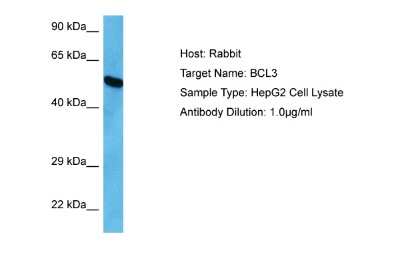 Western Blot: Bcl3 Antibody [NBP2-87067]