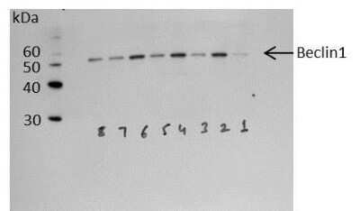 Western Blot: Beclin 1 AntibodyBSA Free [NB110-87318]