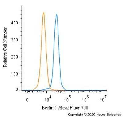Flow Cytometry: Beclin 1 Antibody - BSA Free [NB500-249]