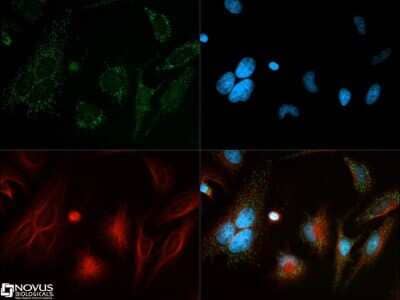 Immunocytochemistry/ Immunofluorescence: Beclin 1 Antibody - BSA Free [NB500-249]