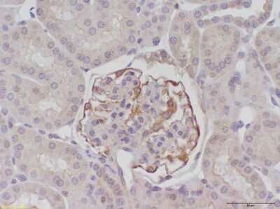 Immunohistochemistry-Paraffin: Beclin 1 Antibody - BSA Free [NB500-249]