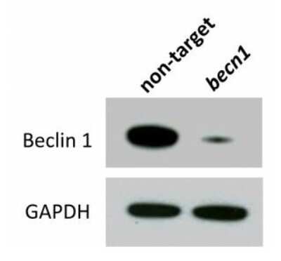 Knockdown Validated: Beclin 1 Antibody - BSA Free [NB500-249]