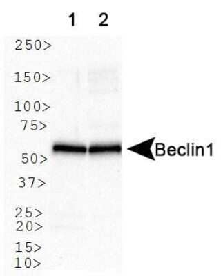 Western Blot: Beclin 1 AntibodyBSA Free [NB500-249]