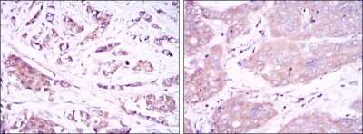 Immunohistochemistry-Paraffin: Beclin 1 Antibody (2A4) - BSA Free [NBP2-22176]