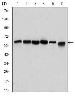 Western Blot: Beclin 1 Antibody (2A4)BSA Free [NBP2-22176]