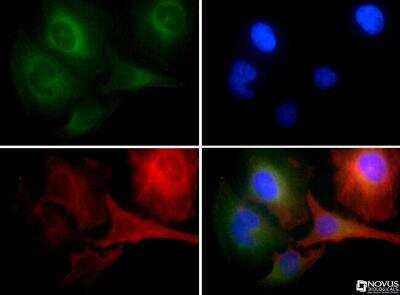 Immunocytochemistry/ Immunofluorescence: Beclin 1 Antibody - BSA Free [NB110-87318]