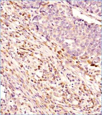 Immunohistochemistry-Paraffin: Beclin 1 Antibody - BSA Free [NB110-87318]