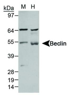 Western Blot: Beclin 1 Antibody Pack [NB910-95610]