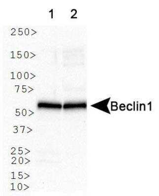 Western Blot: Beclin 1 Antibody Pack [NB910-95610]