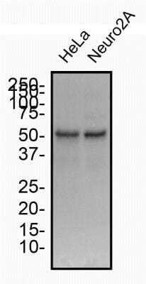 Western Blot: Beclin 1 AntibodyBSA Free [NB110-87318]