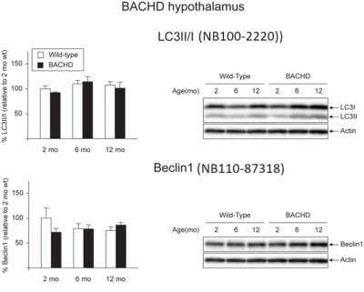 Western Blot: Beclin 1 AntibodyBSA Free [NB110-87318]