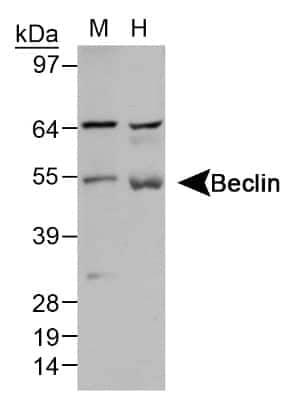 Western Blot: Beclin 1 Antibody [NB500-266]