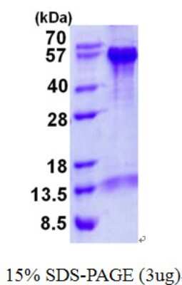 SDS-PAGE: Recombinant Human Beclin 1 His Protein [NBP2-22710]