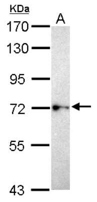 Western Blot: Begain Antibody [NBP2-15561]