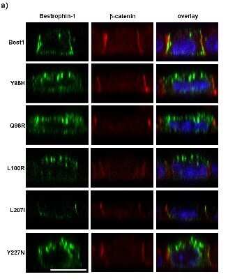 Immunocytochemistry/ Immunofluorescence: Bestrophin 1 Antibody (E6-6) - Azide and BSA Free [NBP2-80593]