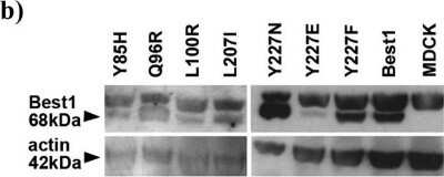 Western Blot: Bestrophin 1 Antibody (E6-6)Azide and BSA Free [NBP2-80593]