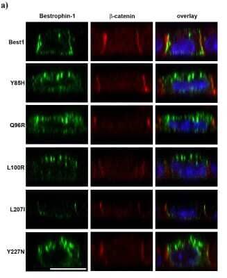 Immunocytochemistry/ Immunofluorescence: Bestrophin 1 Antibody (E6-6) - BSA Free [NB300-164]
