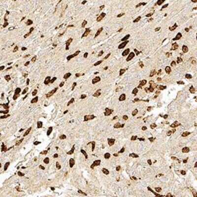 Immunohistochemistry-Paraffin: Bestrophin 1 Antibody (E6-6) - BSA Free [NB300-164]