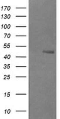 Western Blot: Beta-1,3-N-Acetylglucosaminyltransferase 2/B3GNT2 Antibody (OTI3A9)Azide and BSA Free [NBP2-71624]