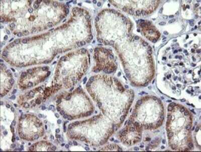 Immunohistochemistry: Beta-1,3-N-Acetylglucosaminyltransferase 2/B3GNT2 Antibody (OTI3A9) [NBP2-45527]