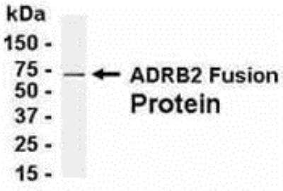 Western Blot: beta-2 Adrenergic R/ADRB2 AntibodyBSA Free [NB120-13989]