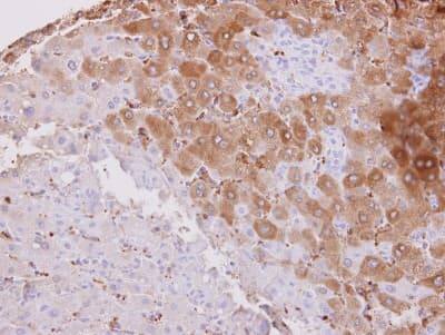 Immunohistochemistry-Paraffin: Beta Hydroxysteroid Dehydrogenase Antibody [NBP1-32353]