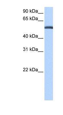 Western Blot: LACTB Antibody [NBP1-54686]